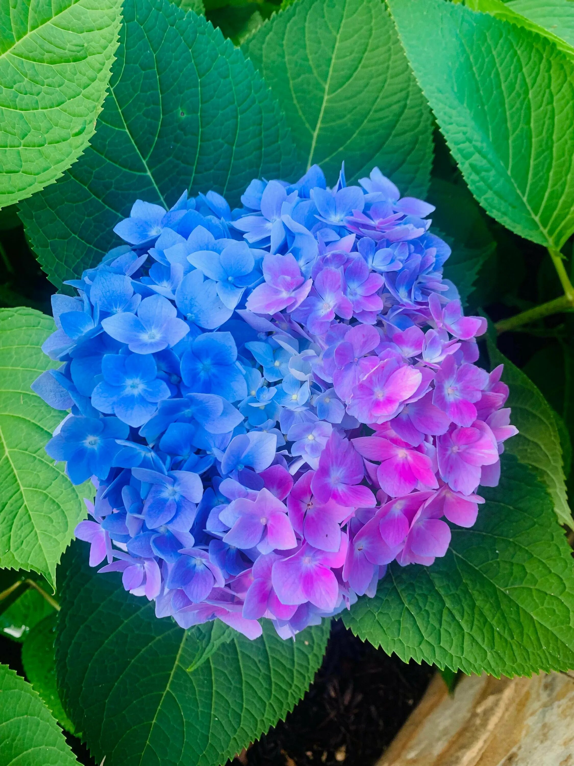Bohatě kvetoucí hortenzie je v létě ozdobou zahrady. in 2023 Plants, Growing pla