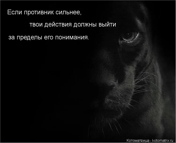 Соперники были сильными. Цитаты про пантеру. Картинка пантера с высказываниями. Пантера фразы. Статусы с пантерой.