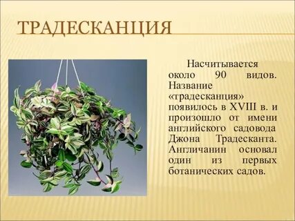 Традесканция значение