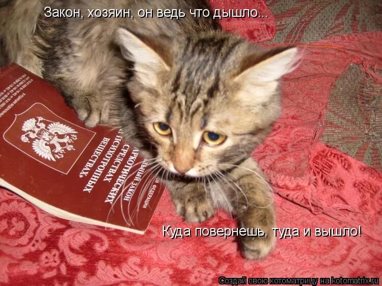 куда повернешь туда и вышло. дышло пословица. куда повернешь туда и вышло. закон что дышло куда. закон что куда повернул туда и вышел.