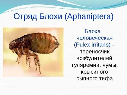 Значение блох