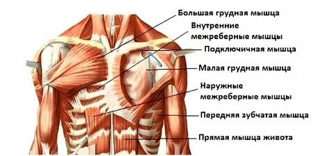 Сокращение мышц в грудной клетке
