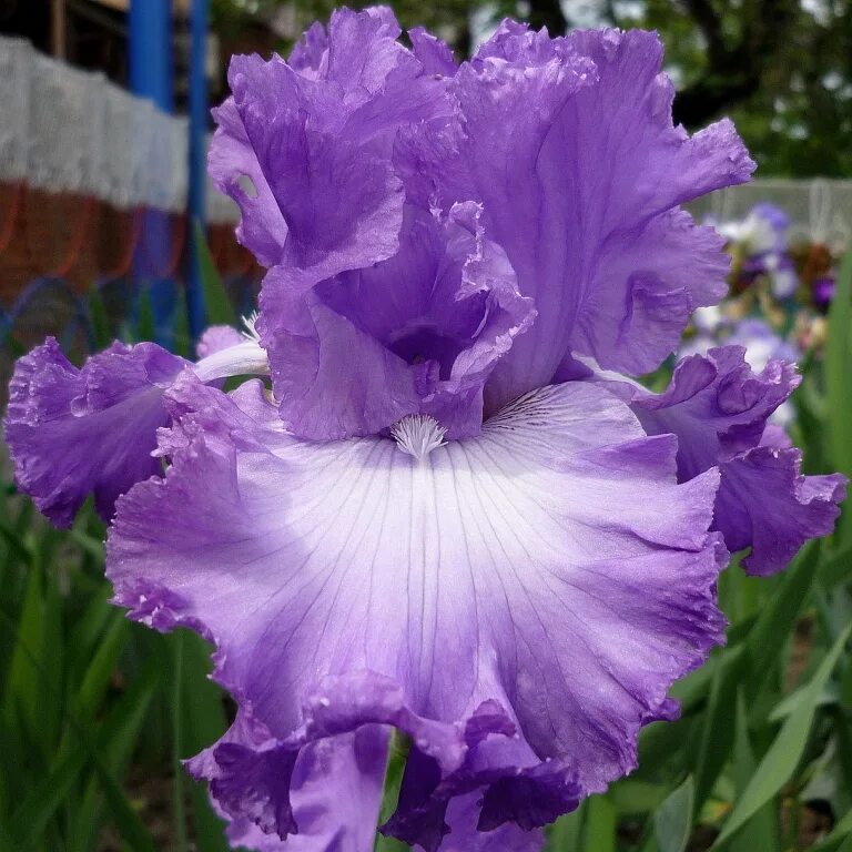 ирис стрит сенсейшен. ирис фиолетовый тонколистный. ирис полевой. ирис германский 'imperator'. отзыв iris.