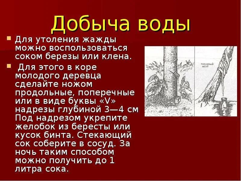 И родина щедро поила меня березовым. И Родина щедро поила меня березовым соком. Сок на коре клёна. И Родина щедро поила меня березовым соком текст. Почему весной сок у берёз и клёнов сладкий.