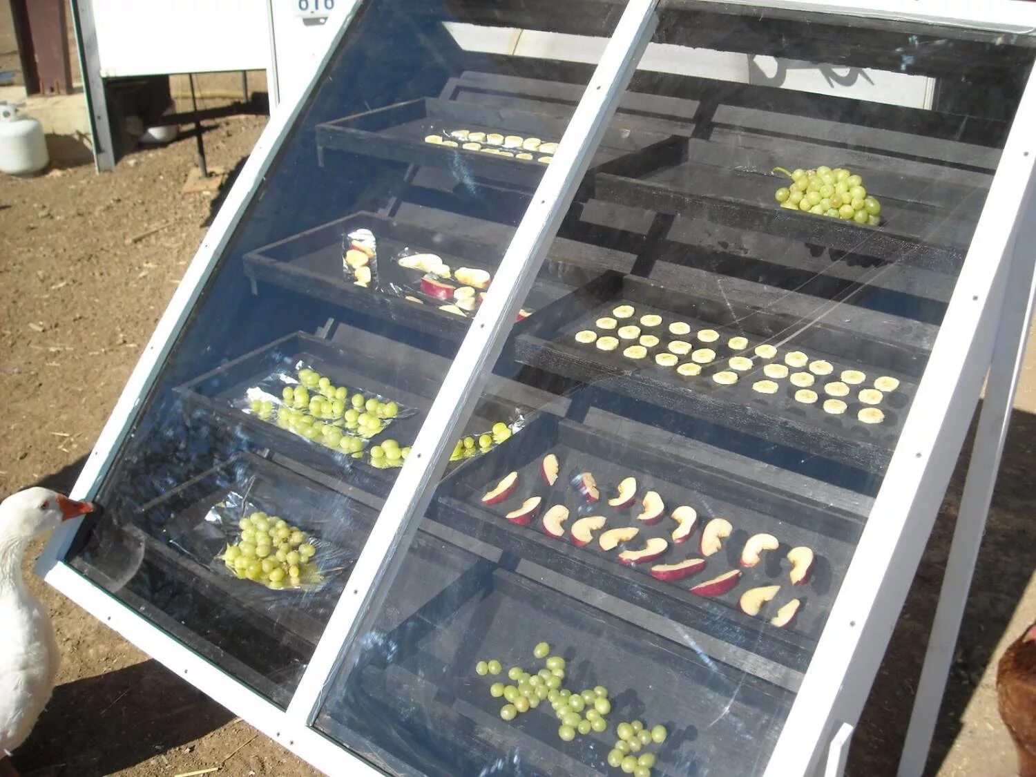 Как сделать сушилку для фруктов. Солнечный дегидратор чертежи. solar dehydrator своими руками. солнечная сушилка для овощей и фруктов. солнечная сушилка для овощей.
