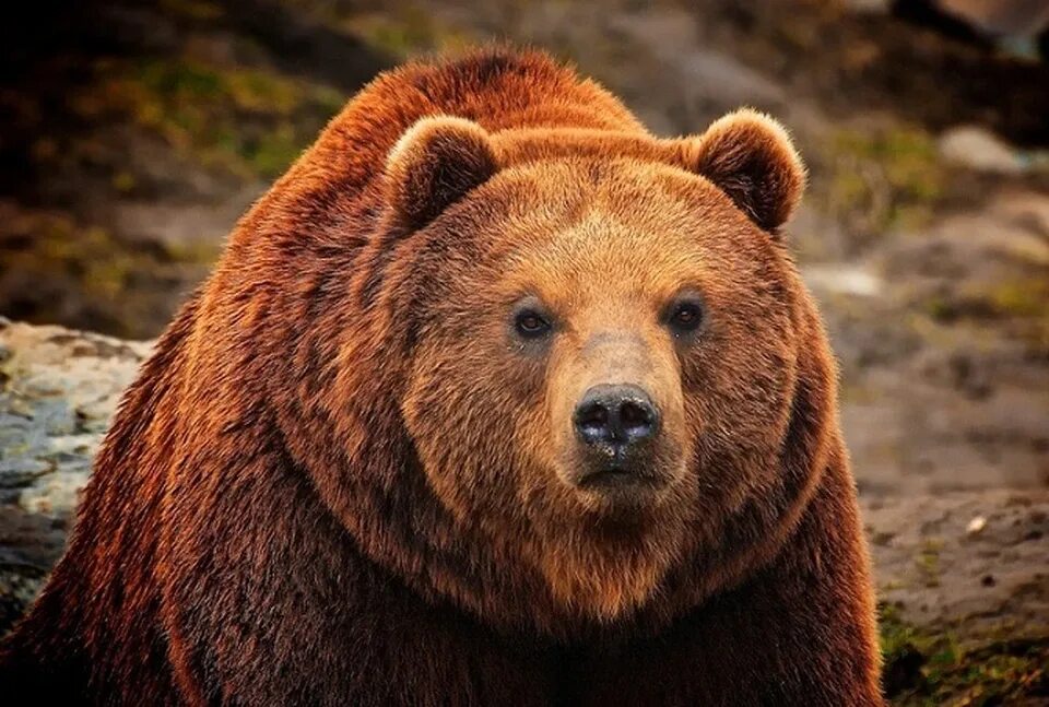  ursus arctos collaris — сибирский бурый медведь. Медведь гризли. Бурый медведь (ursus arctos). Иберийский бурый медведь. Бурый 35.