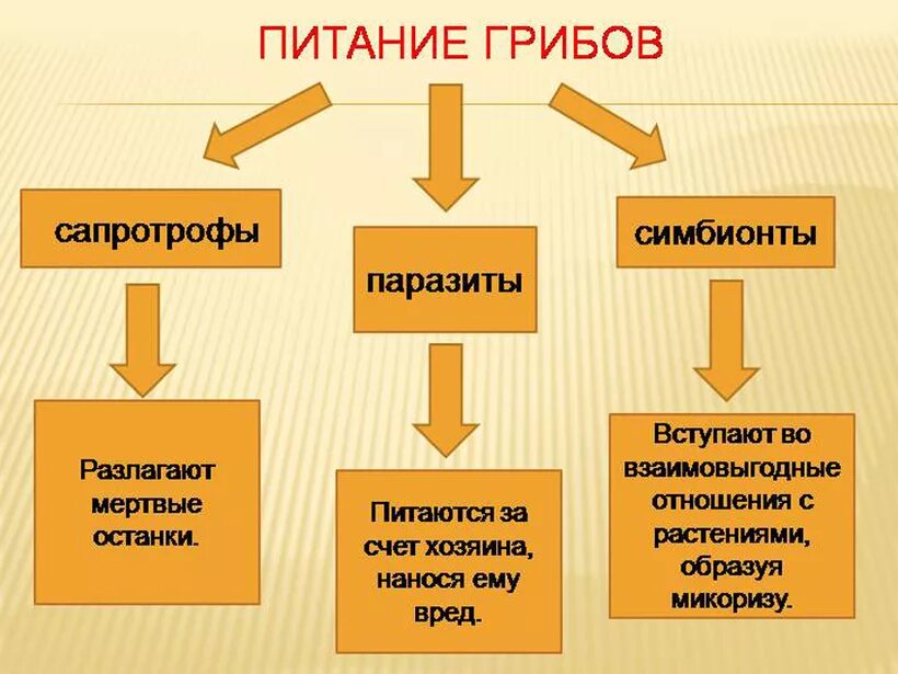 Способен переходить от паразитизма к сапротрофности. Типы питания грибов сапротрофы. Типы питания паразиты симбионты сапротрофы. Сапротрофы Тип питания. Питание грибов паразиты симбионты сапротрофы.