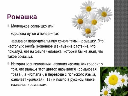 Ромашка ромашка цветок полевой текст