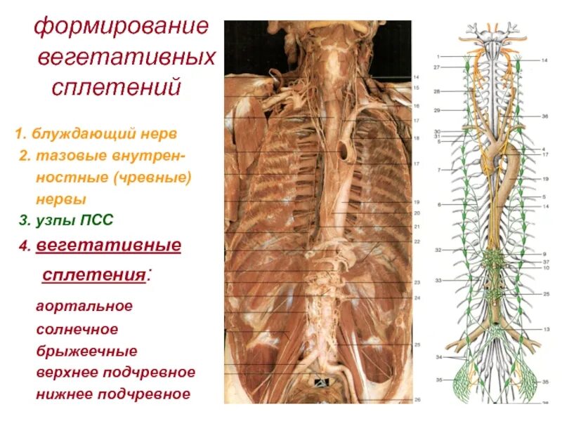 Нервная система грудной клетки анатомия. Грудной отдел симпатического ствола анатомия. Симпатический ствол анатомия. Симпатический ствол топография.