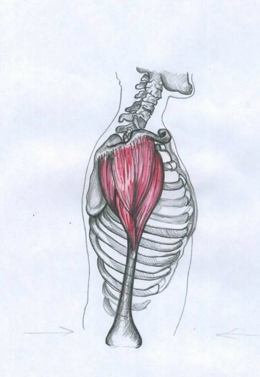 Упражнения для растяжки мышц тела для мужчин. Название мышц вид сзади. Мышца для начинающих. Дельтовидная мышца плеча анатомия. Растяжка всех мышц тела.