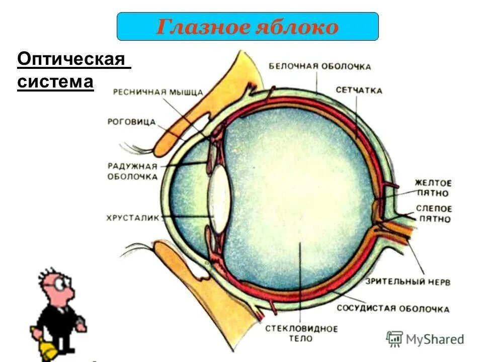 Строение глаза глазное яблоко. Строение глаза. Строение глазного яблока анатомия. Строение глазного яблока человека. Структура глазного яблока.