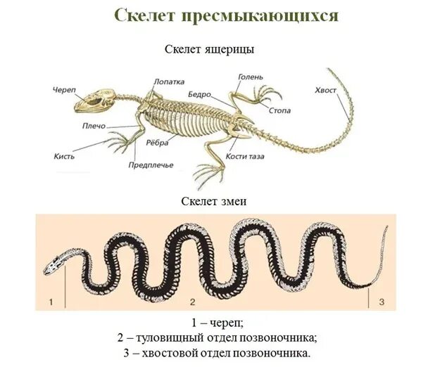 Скелет змеи строение. Скелет пресмыкающихся 7 класс таблица. Пресмыкающиеся строение скелета змеи. Скелет пресмыкающихся схема биология 7 класс.