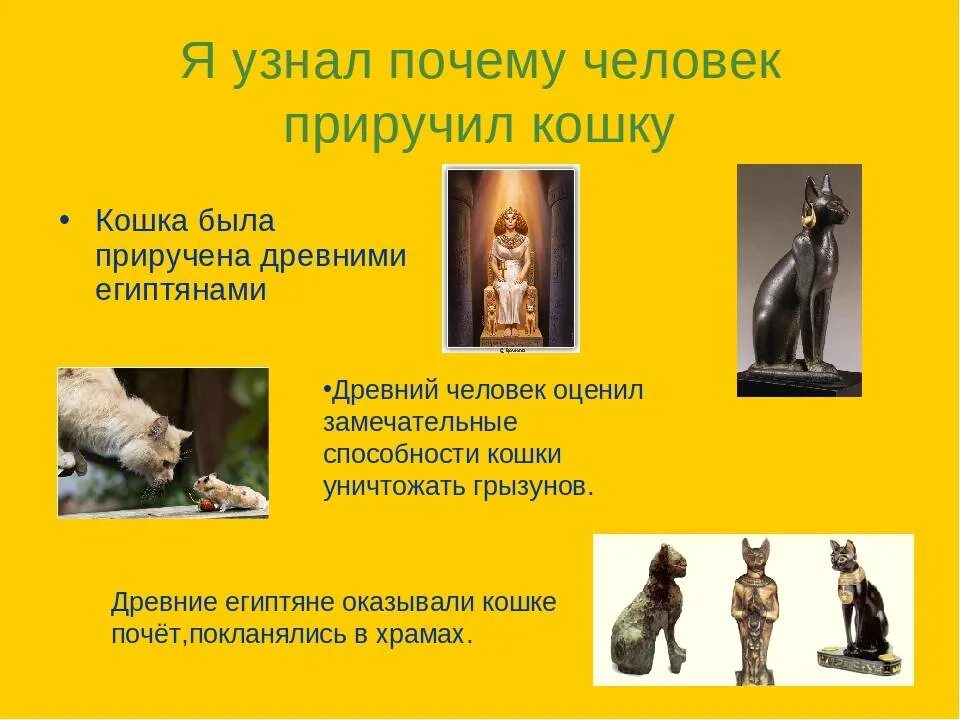 Почему люди приручили животных. Человек приручил кошку. зачем люди приручили кота. приручение кошек в древности. как одомашнили кошку.