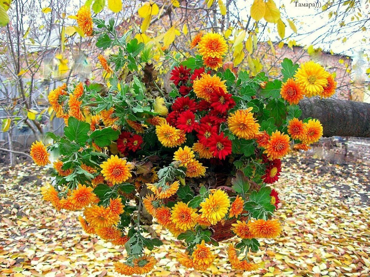 Клумба в сентябре