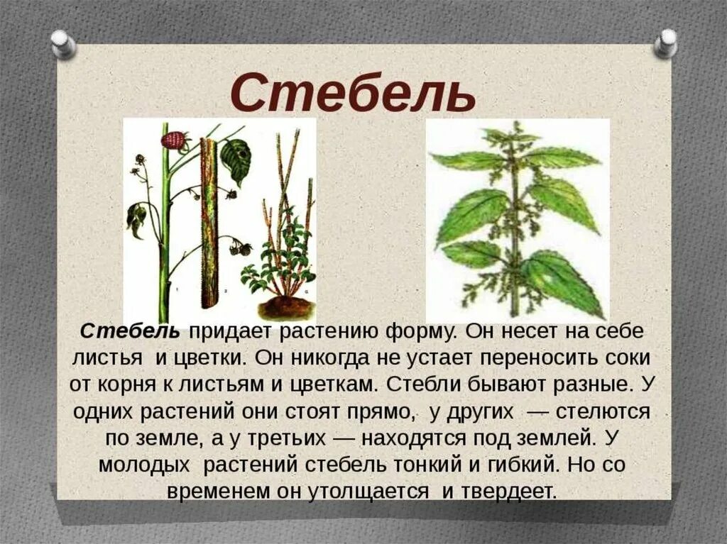 Стебель растения. Сообщение о стебле. Стеблевые корни у растения. Корень растения для презентации.