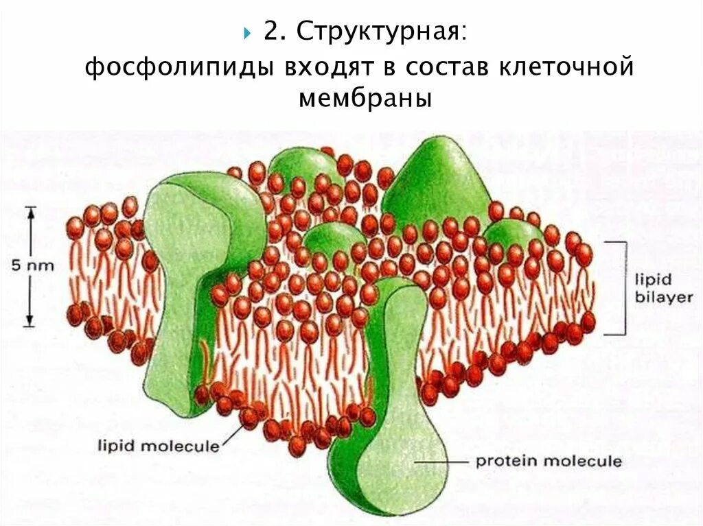 Фосфолипиды в мембране клетки. Фосфолипиды клеточной мембраны. Фосфолипиды клеточной мембраны состав. Строение фосфолипидной мембраны. Липиды входят в состав клеток