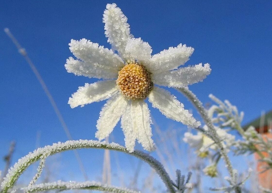 Картинки с добрым утром со снежинками. Снежные цветы. Доброе утро зимние снежинки. Открытки с добрым утром со снежинками. Открытки с добрым утром со снежинками.