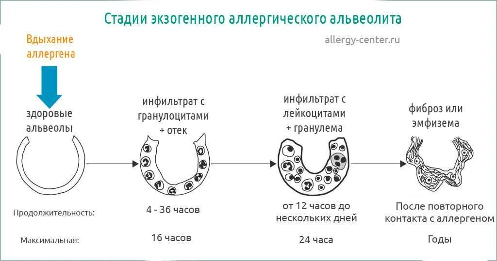 Развитие альвеолярных легких