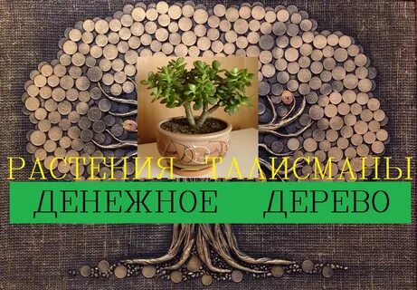 Денежное дерево дома приметы