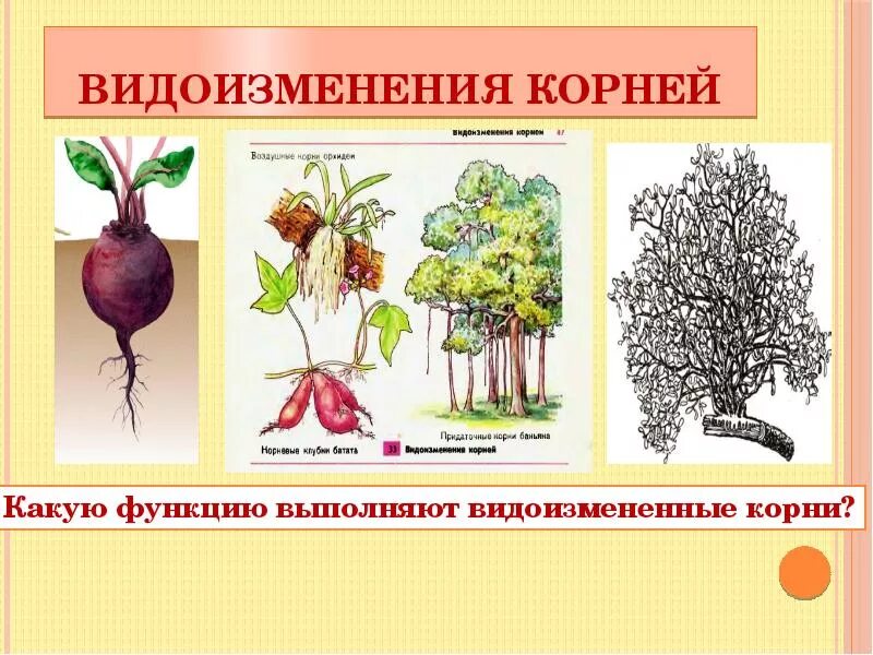 Видоизмененный корень имеется у. Корневые клубни метаморфоз. Корнеплод корневые клубни таблица.