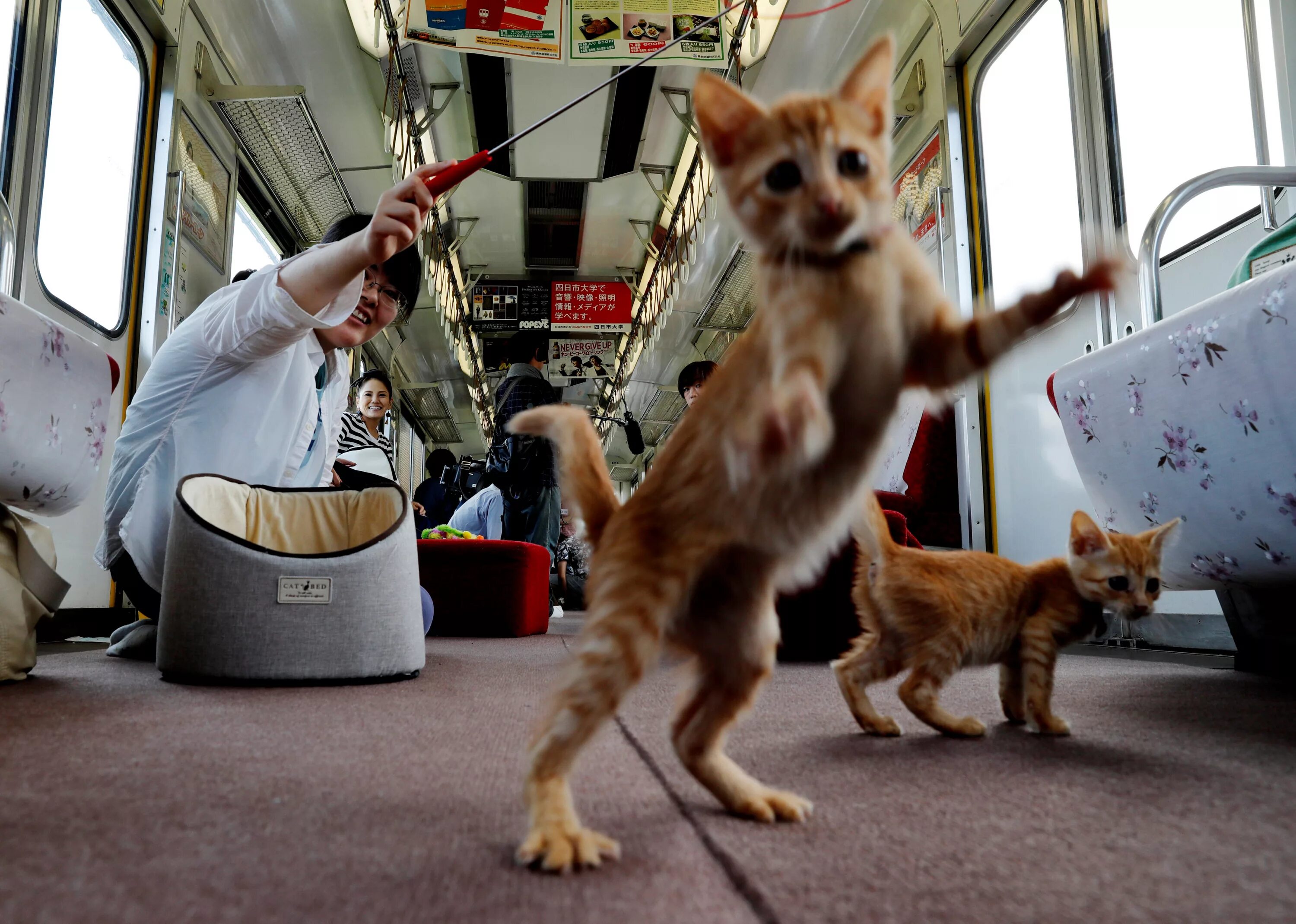 Кот железная дорога. Котопоезд Япония. Кошачий поезд в Японии. Кошка в поезде. Кошка в автобусе.