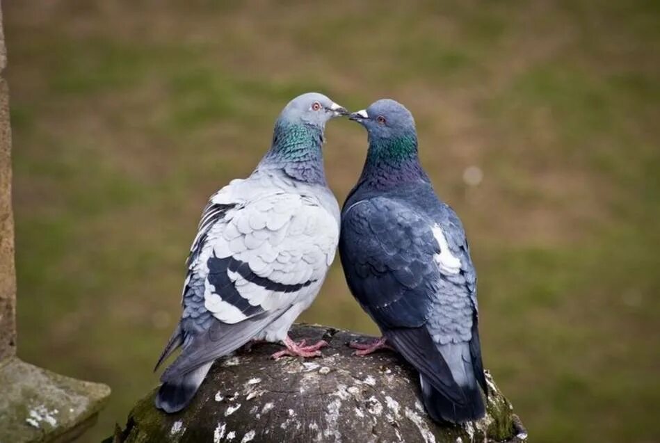 Ориентация голубей. Ориентация голубей. Сизый голубь. Пиджеон голубь. Ориентация голубей.