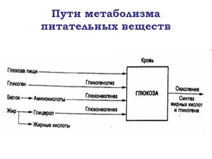 Пути метаболизма
