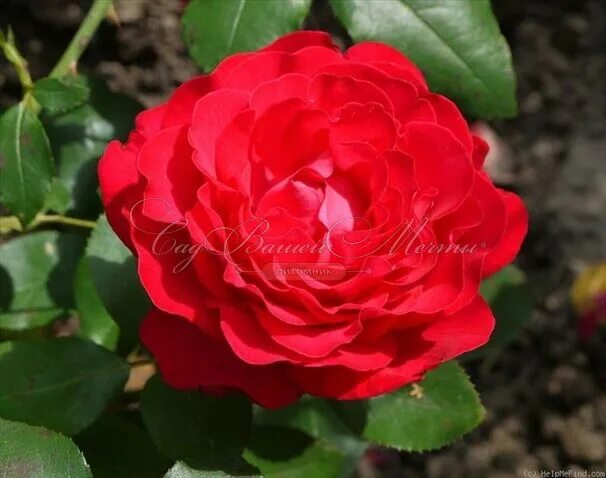 Роза Adrien Seneclauze: описание, фото, отзывы - RoseCatalog.ru