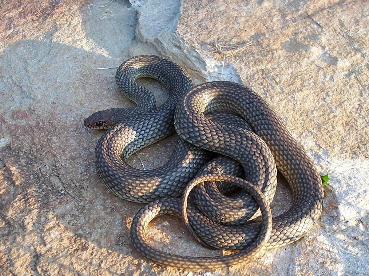 Желтобрюх фото. Желтобрюхий полоз (Dolichophis caspius). Полоз змея желтобрюхий. Желтобрюхий Каспийский полоз. Балканский полоз (Coluber gemonensis).