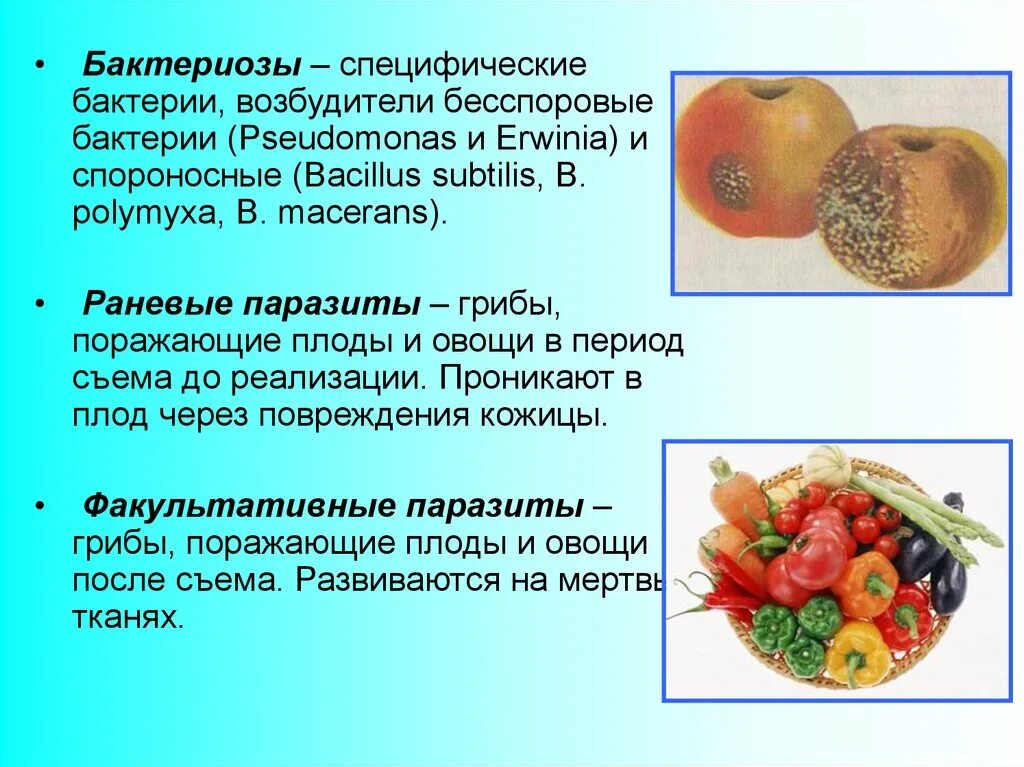 Заболевание овощей и фруктов. Микробиология плодов и овощей. Микробиологические вредители плодов и овощей.