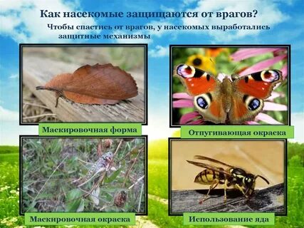 Насекомые весной презентация