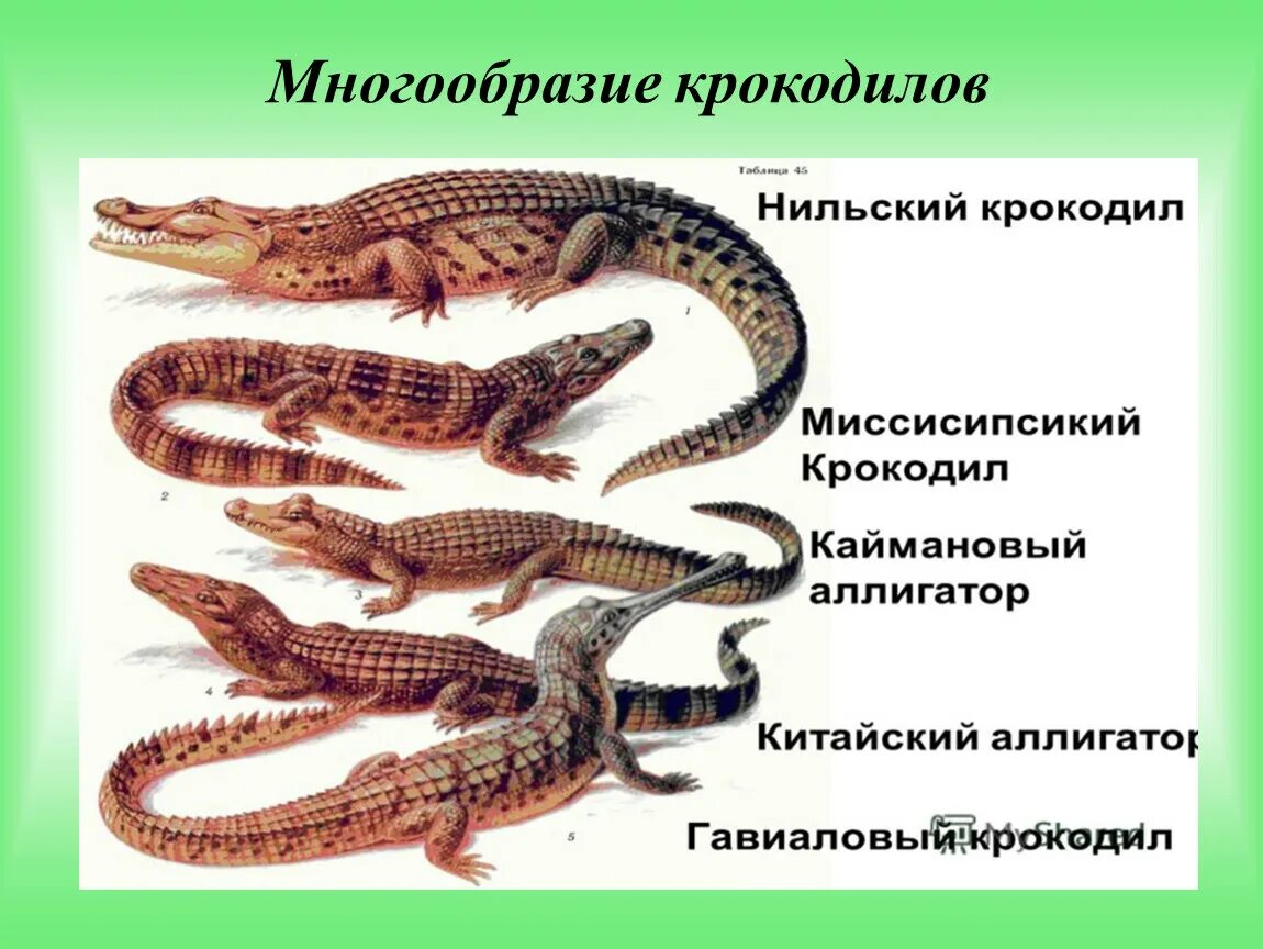 Крокодил млекопитающее или нет. Примеры отряда крокодилы пресмыкающиеся. Пресмыкающиеся крокодил. Представители отряяда крокоди лы. Представители отряда крокодилов.