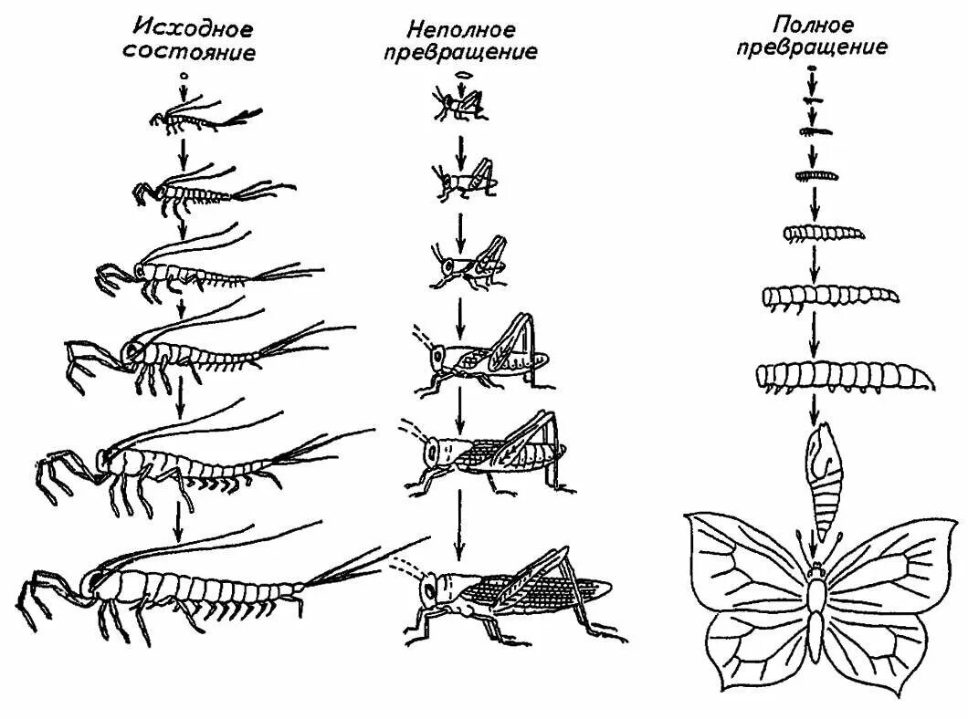Полный метаморфоз стадии. Схема постэмбрионального развития насекомого. Стадии постэмбрионального развития насекомого. Типы постэмбрионального развития насекомых. Стадии постэмбрионального развития комара.