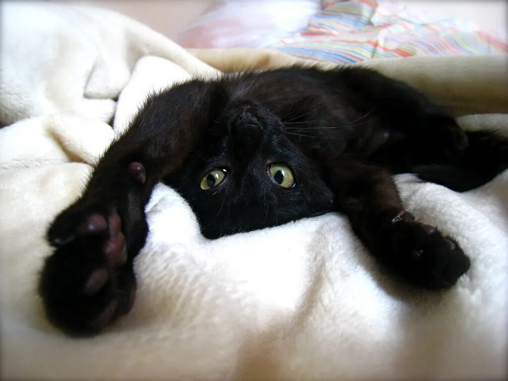 Черный кот на кровати. Чёрный кот лежил на спине.