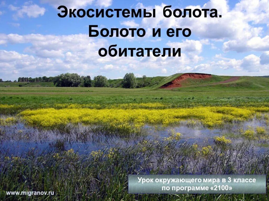 Болото конспект урока. Экосистема болота. Болото и его обитатели. Заболоченные экосистемы. Болото вид экосистемы.