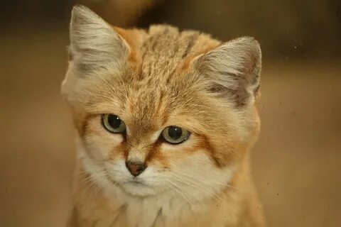 Бархатный кот