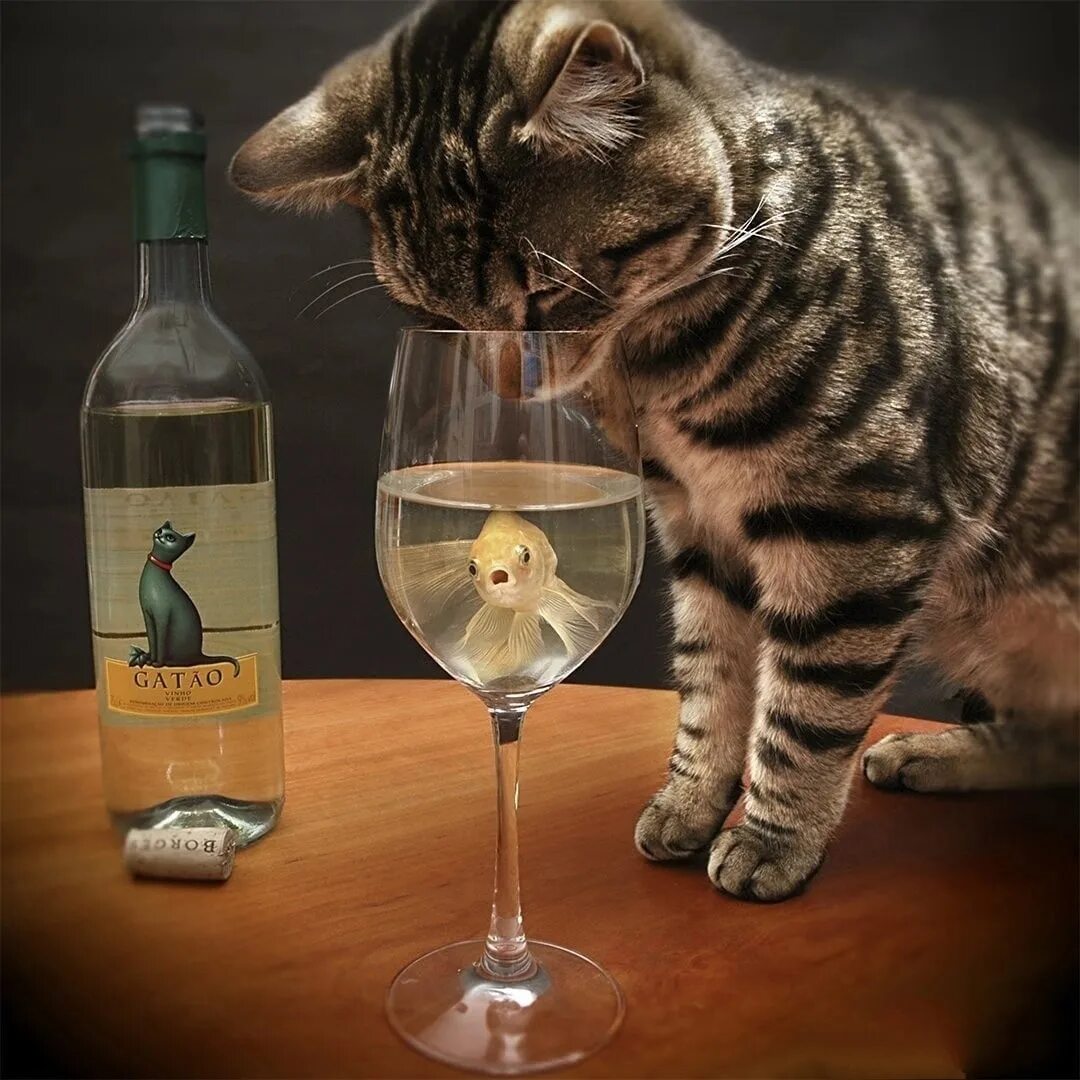 Картинки пьющий кот. Кот с бокалом. котик с вином. кошка с бокалом вина. кот с бутылкой.
