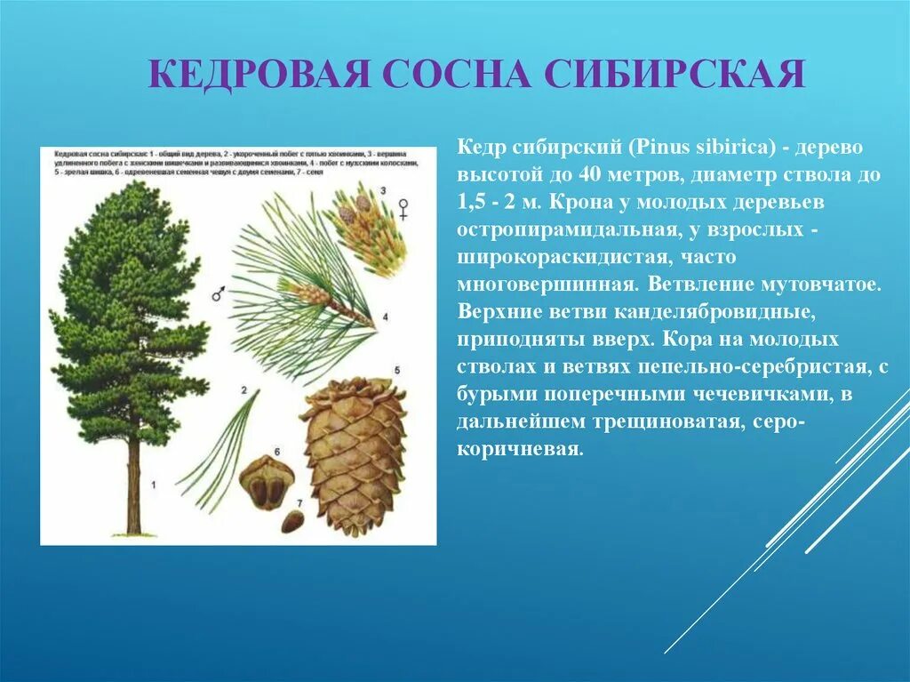 Сибирский кедр (pinus sibirica du tour). Кедр сибирский сосна сибирская pinus sibirica. Кедровая сибирская сосна и кедр это. Род сосны сибирской. Сибирская кедровая сосна тайга.