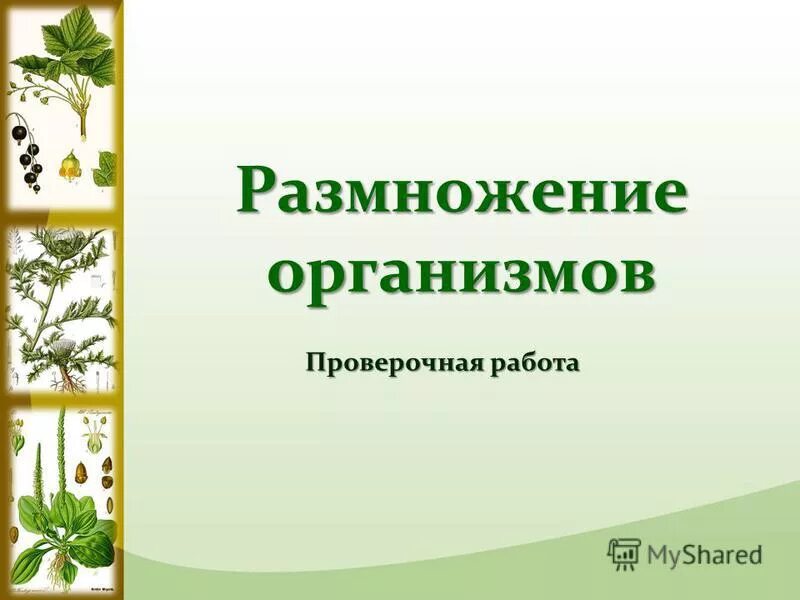 Жизнь на земле происходит благодаря размножению организмов