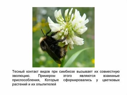 Являются опылителями растений