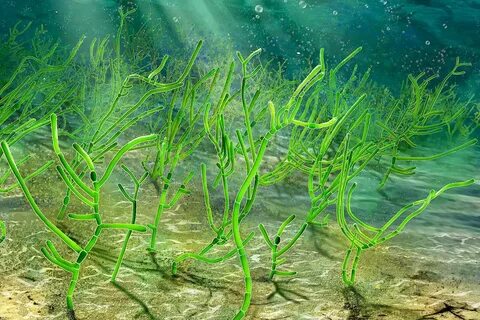 Водоросли помогут спасти экосистему