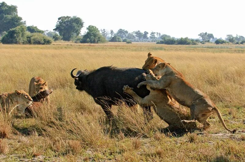 Лев гонится. Прайд Львов охота на буйволов. Охота Львов в дикой природе на буйволов. Охота Львов в дикой природе Африки. Охота Львов Дикая Африка.