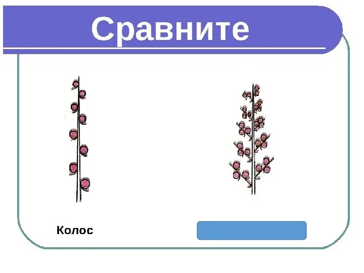 Характеристика соцветия сложный колос. Растения с соцветием сложный колос. Соцветие колос пшеница. Растение соцветия сложный колос. Соцветие колос и сложный колос.