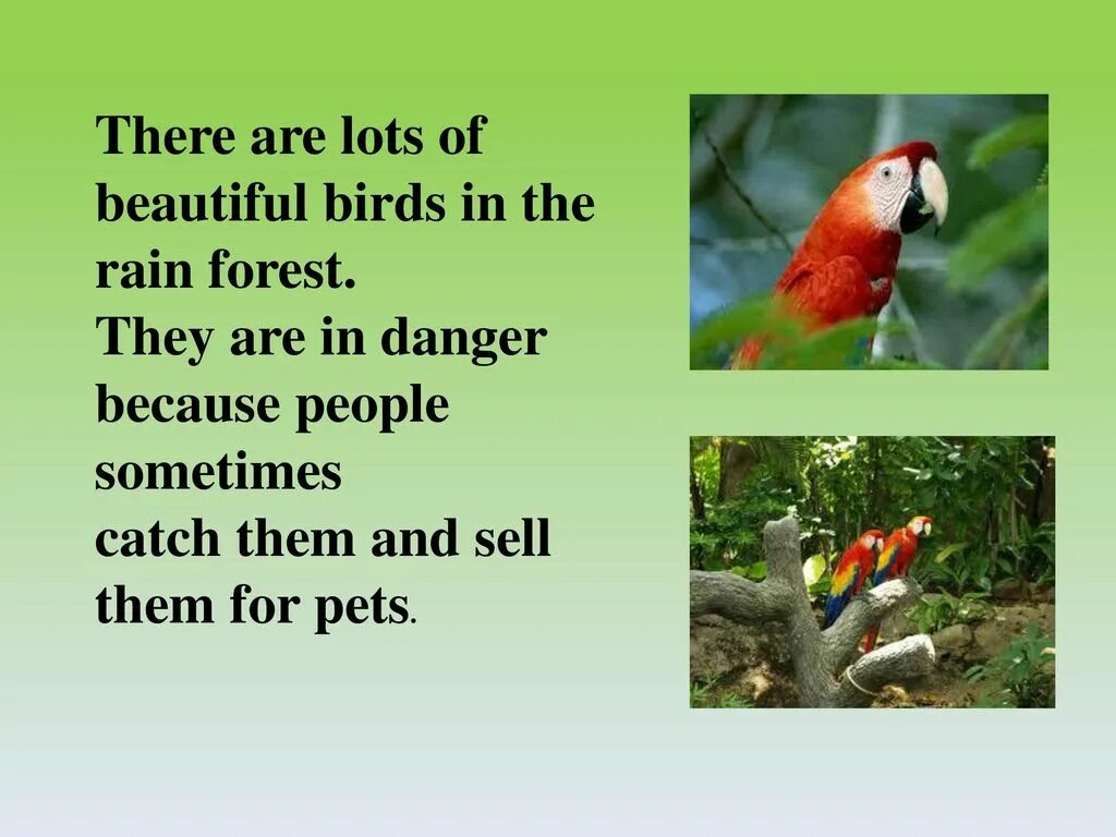 Тропические леса по английскому. Тропический лес на английском языке. Презентация про тропические лес на англиском. Тропические леса по английскому животные.