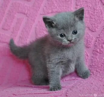 Котята в добрые пермь