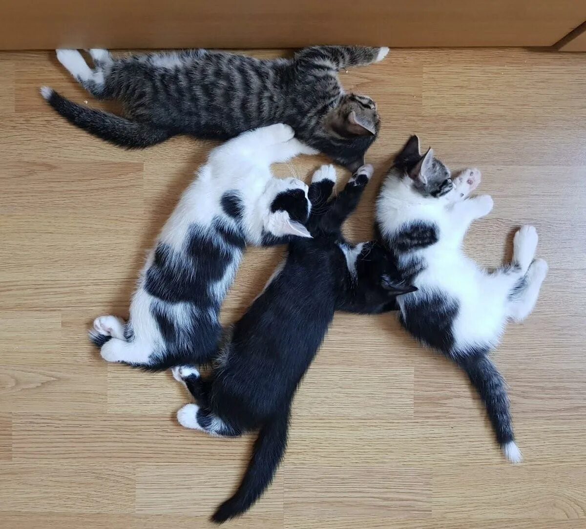 Четверо котов. 4 Кошки. Четыре котенка. Кошка лезет.