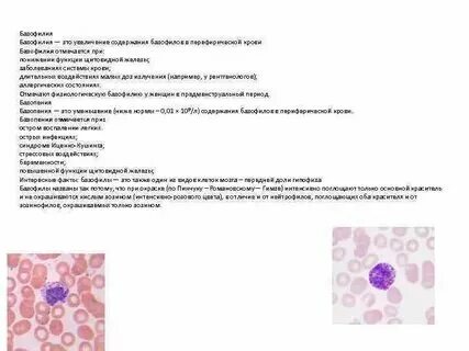 Почему повышены базофилы у женщины