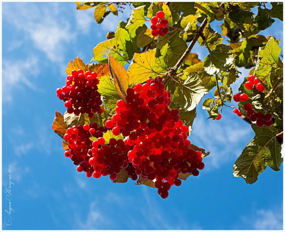 калина красная калина. калина красная. черная калина куст. калина куст. калина красная куст.