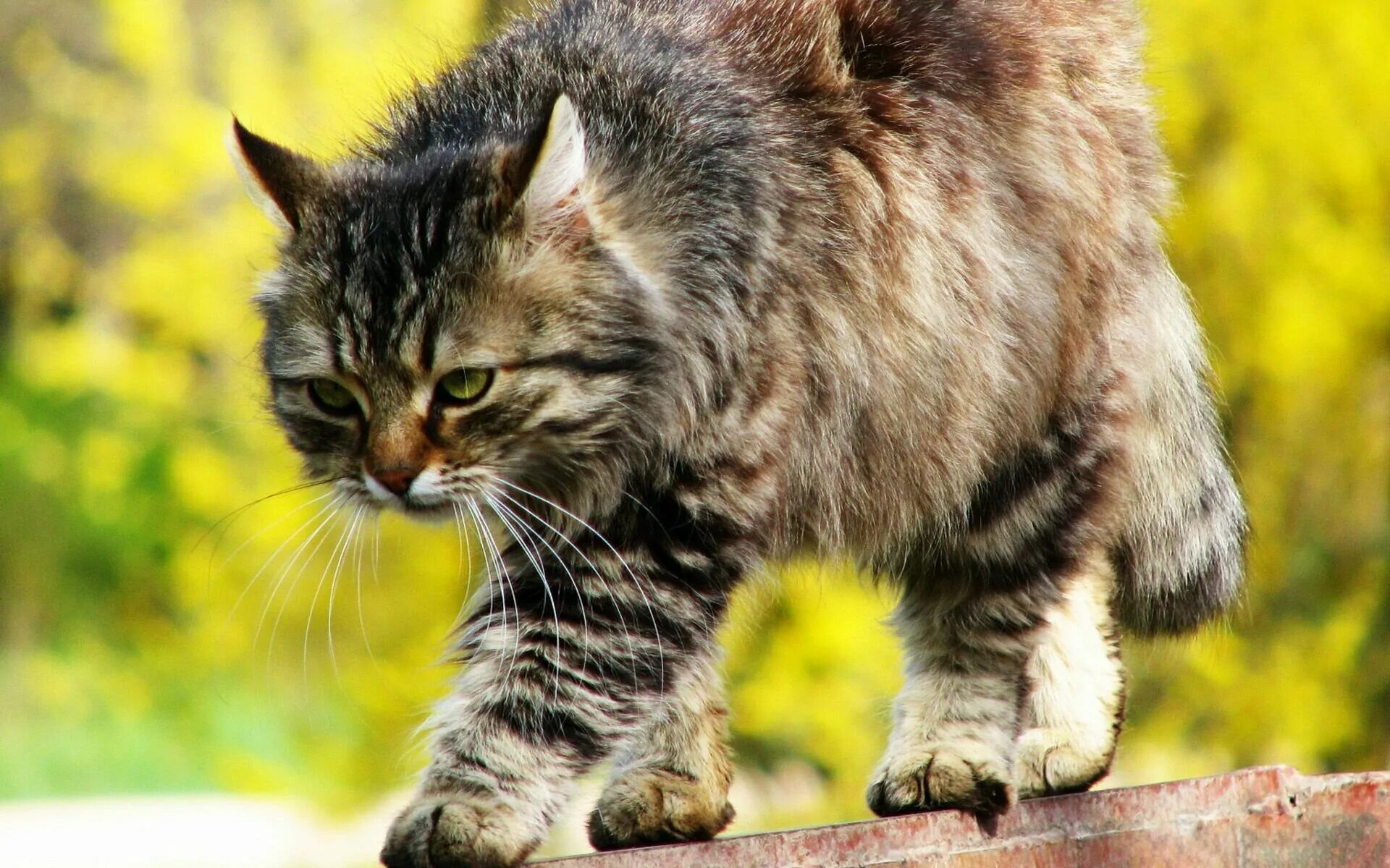 Т кота. Сибирский полосатый кот. Сибирская кошка полосатая. Пушистая полосатая кошка. Шикарный полосатый кот.