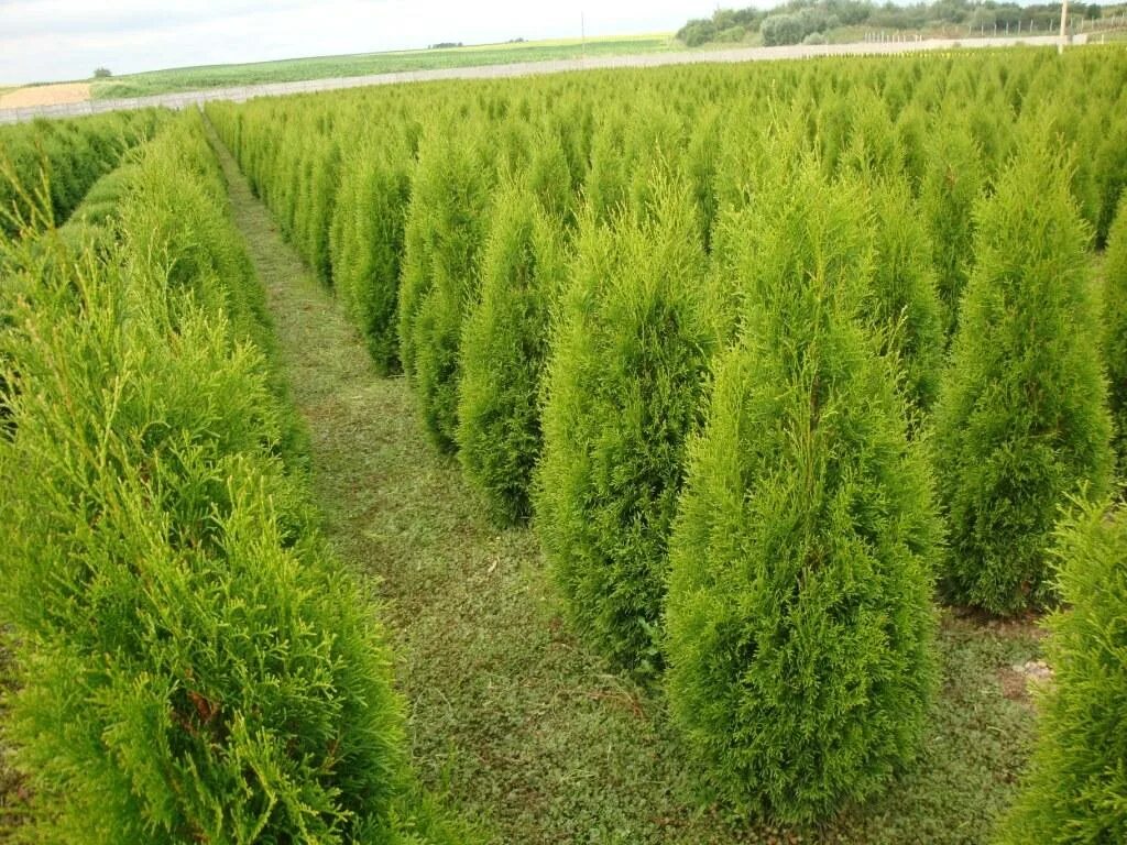 семена туи смарагд